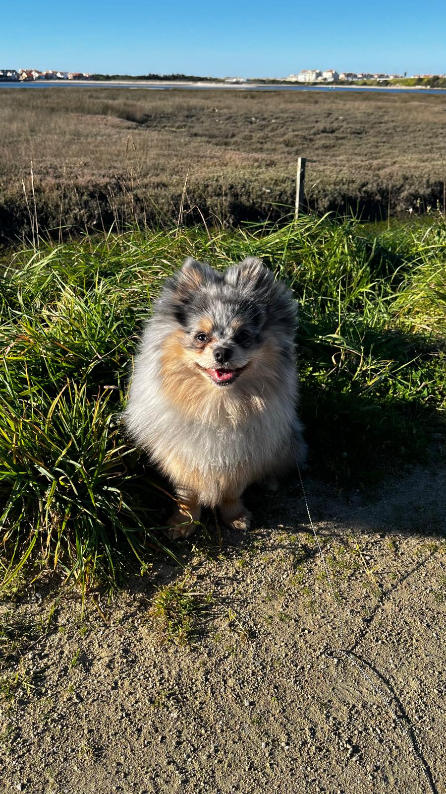 Chiot né chez nous (1)