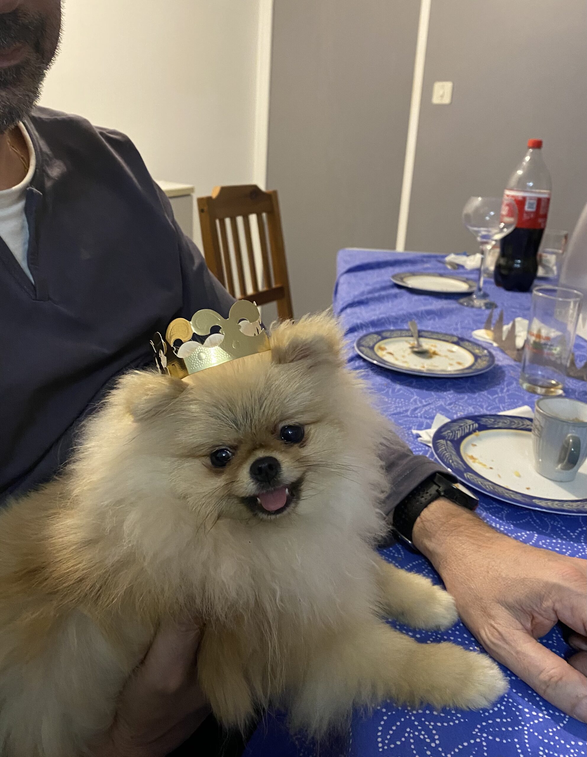 Chiot né chez nous (1)