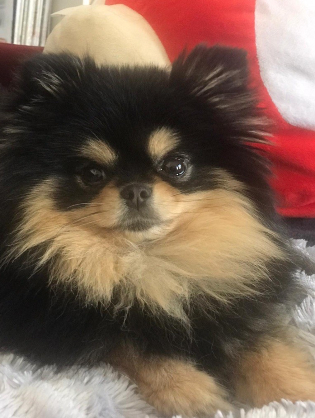 Chiot né chez nous (10)