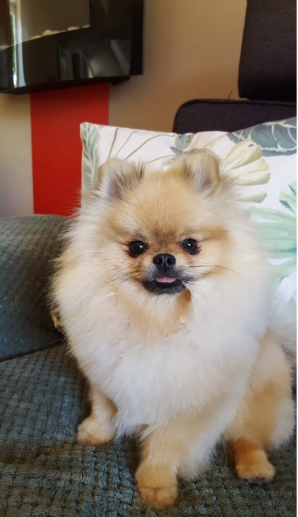 Chiot né chez nous (3)