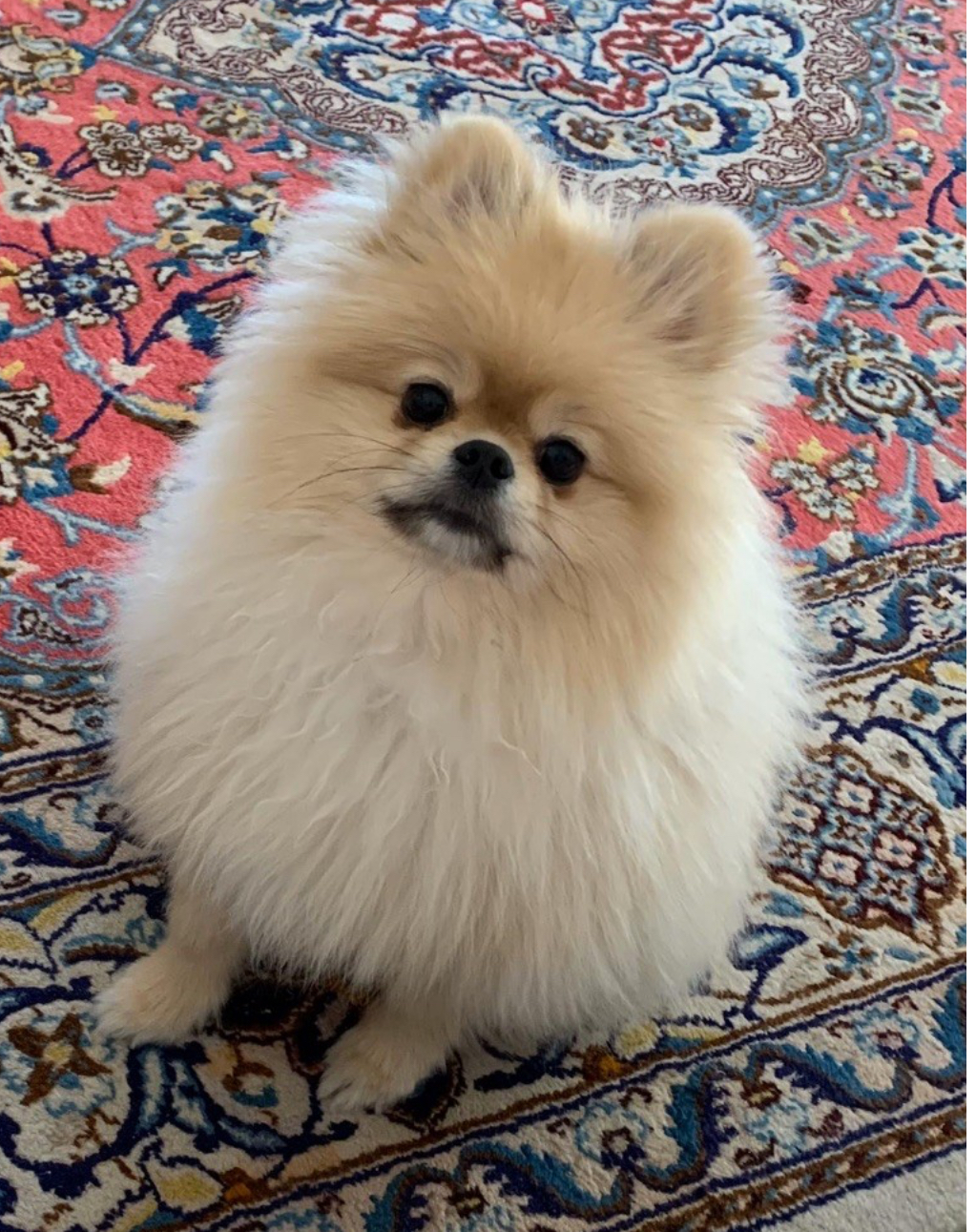Chiot né chez nous (7)