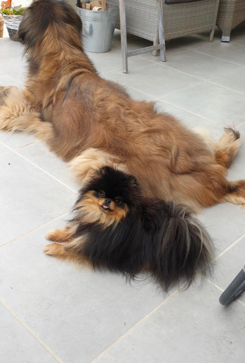 Chiot né chez nous (8)