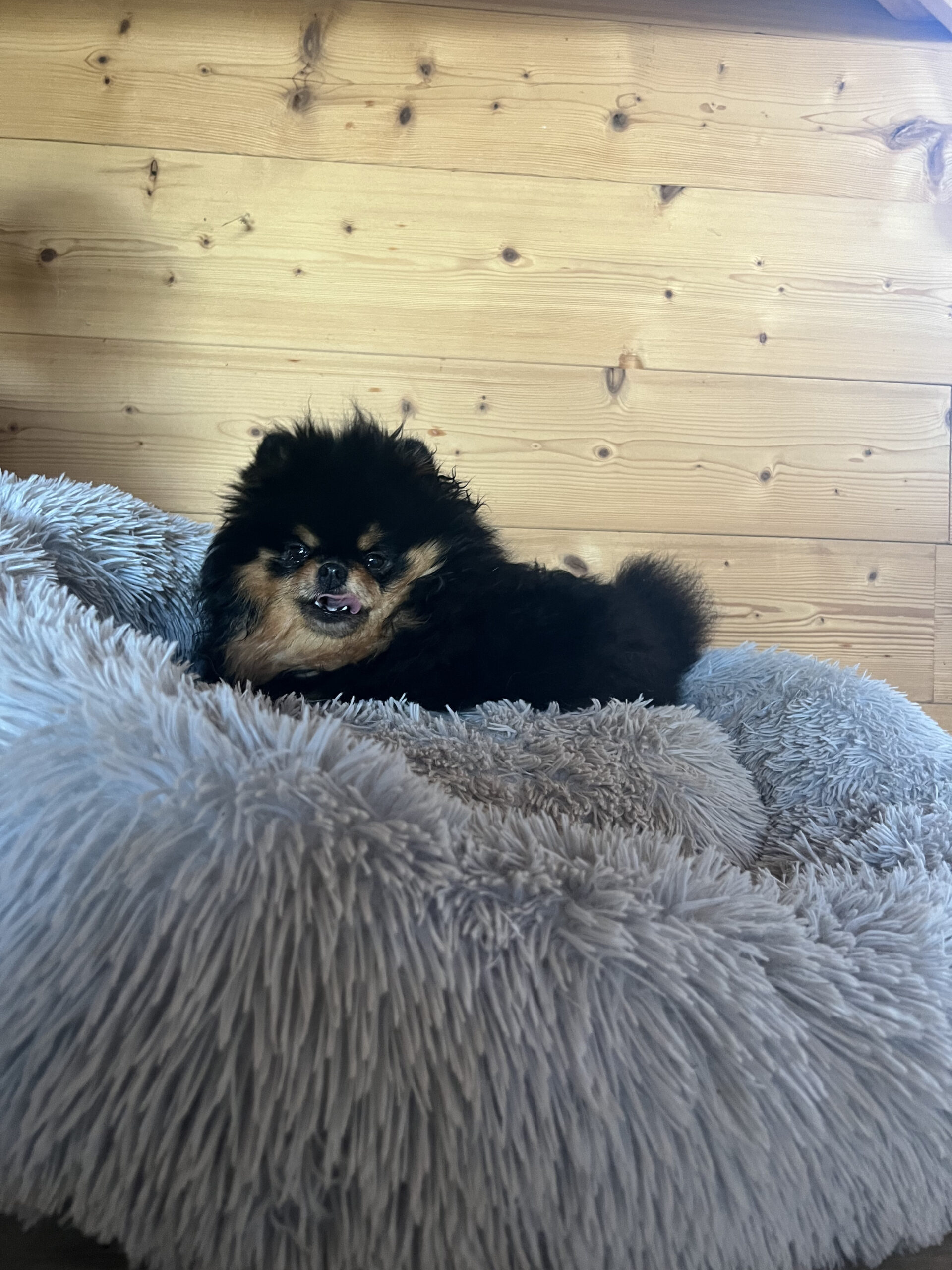 Diva maman de Snowbell