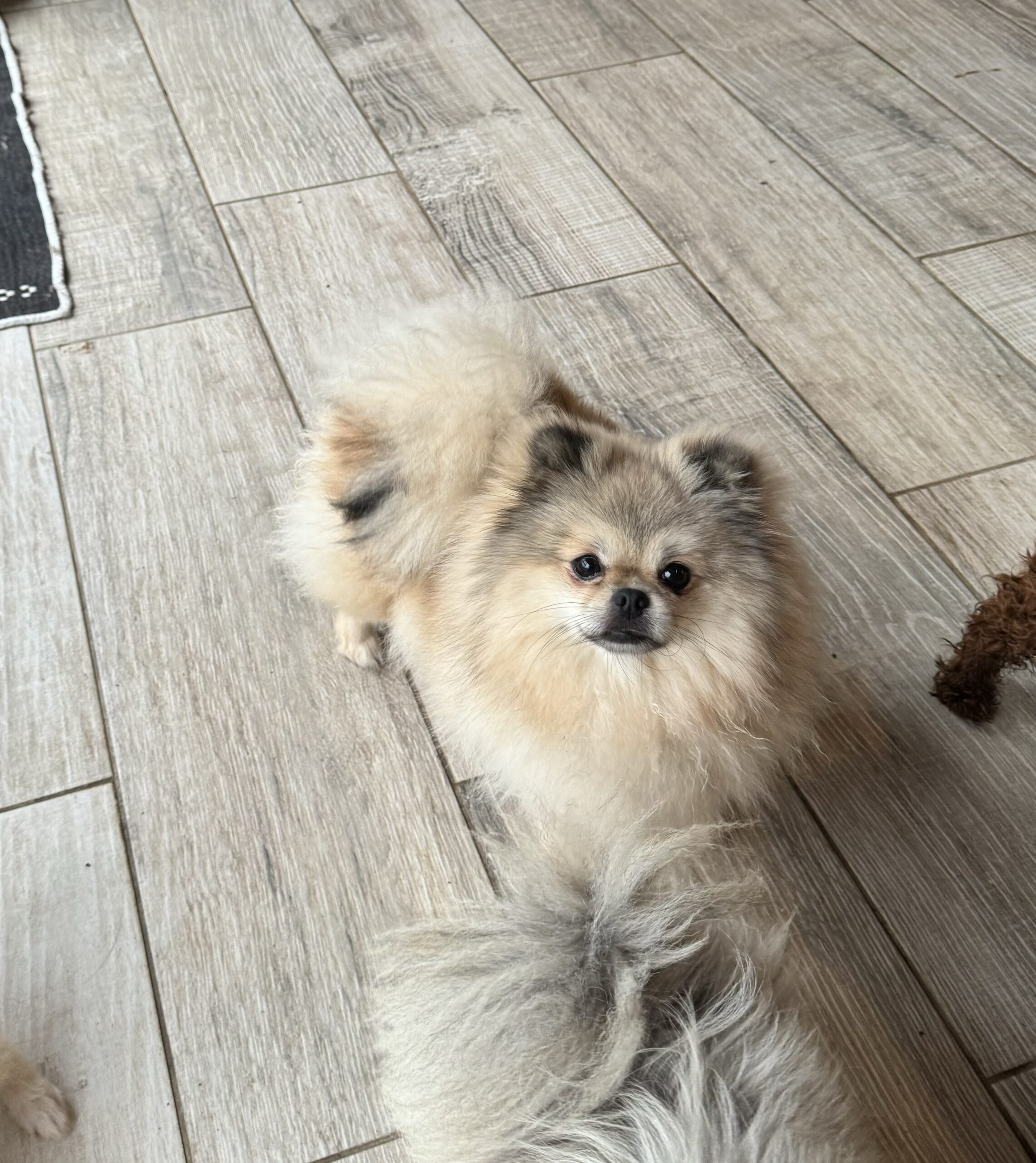 Tipoune maman de Twix 