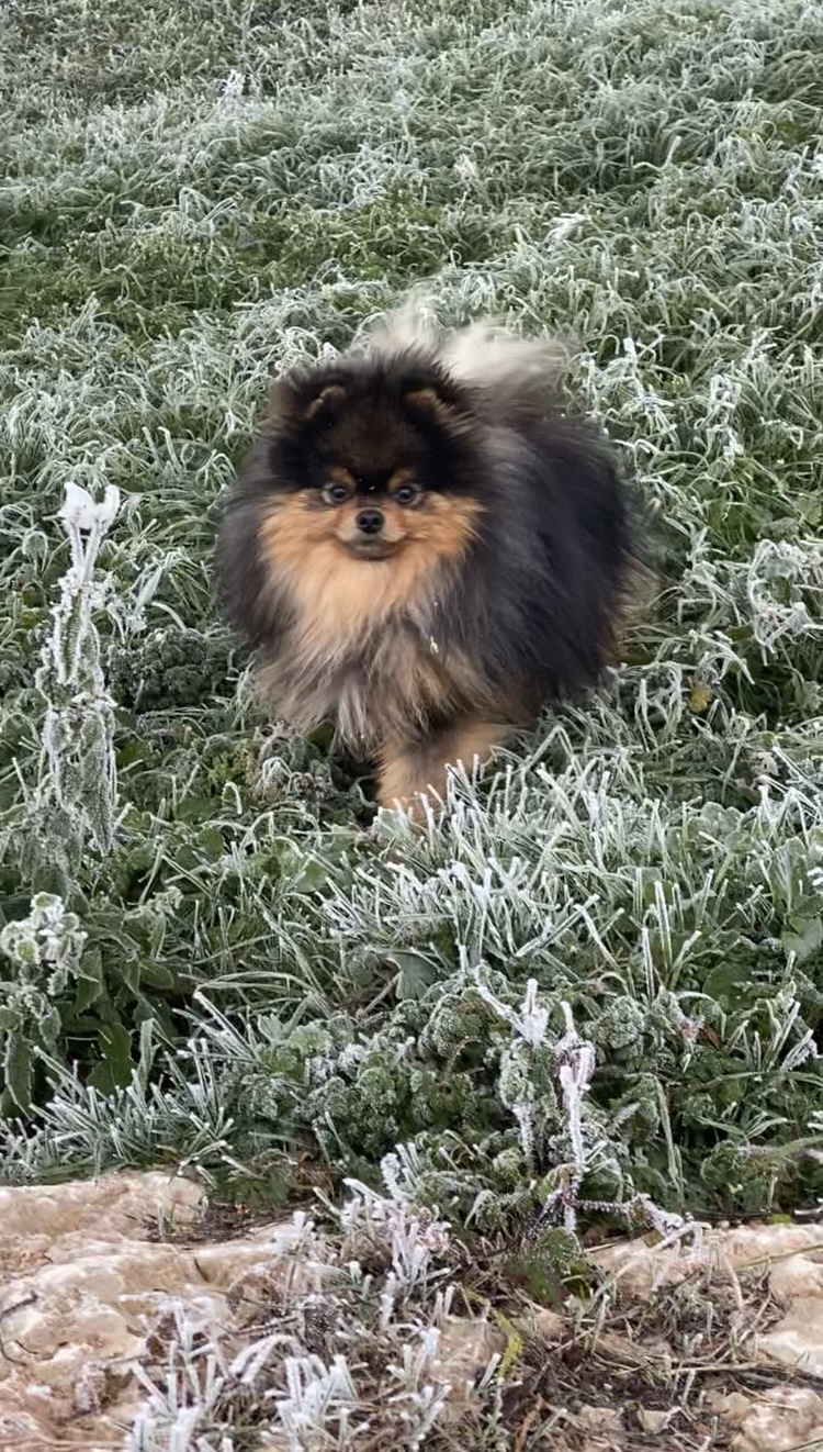 Smoothie papa de Ushka