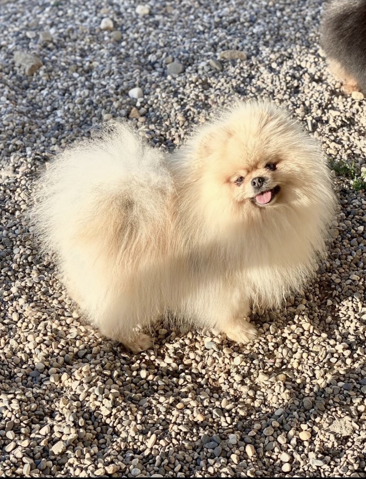 Deryguer papa de Tipoune