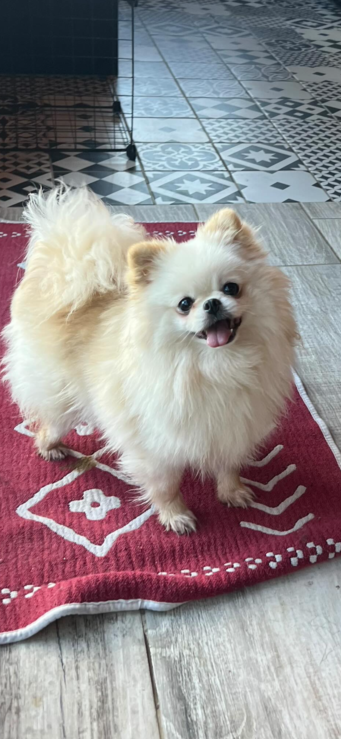 Dragon vogue étoile maman de Tipoune