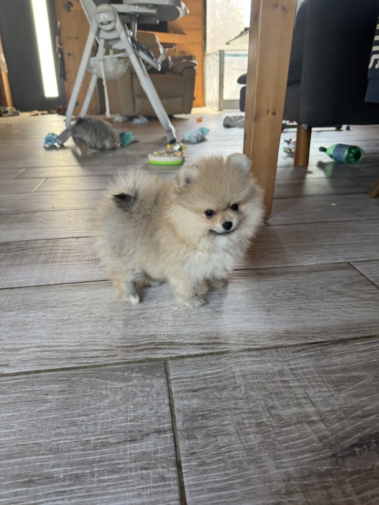 IMG_6634