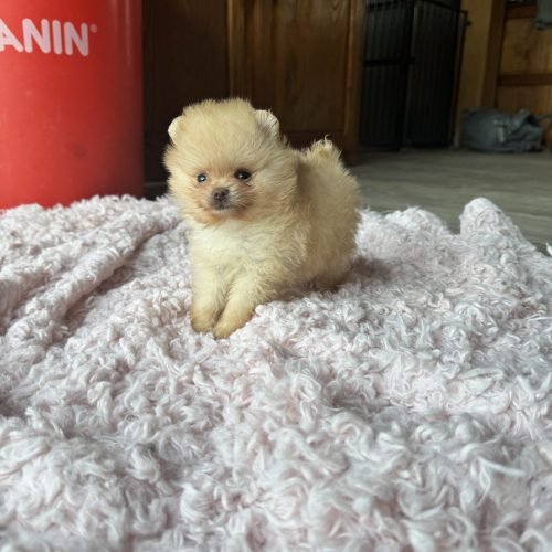 Choupette est disponible
