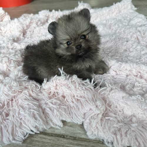 oslo est disponible