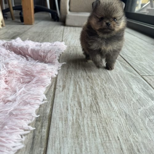 Praline est réservée
