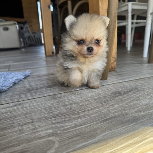 Patch renommé Dino est réservé