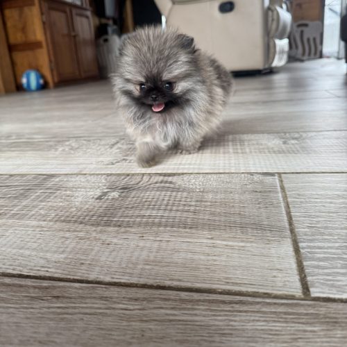 Bella est réservée