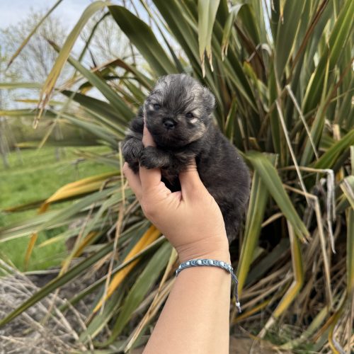 Boonty es disponible