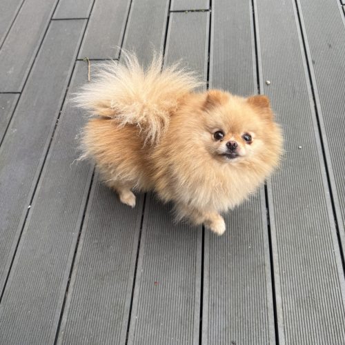 Tsuky