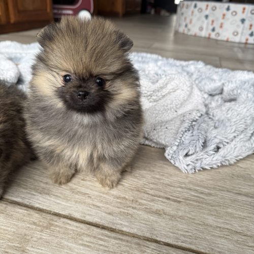 Mila disponible