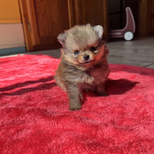 Murphy disponible