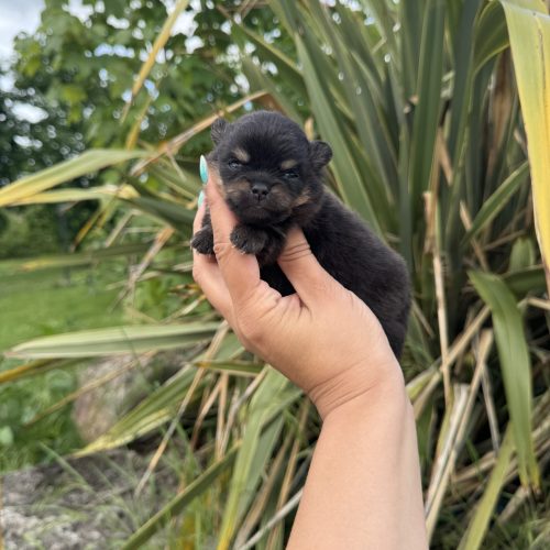 Boby disponible