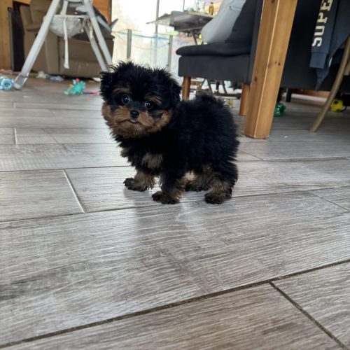 Luna est réservée