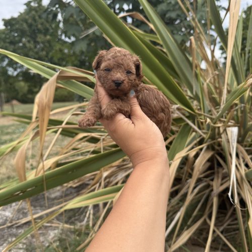 Cora est disponible