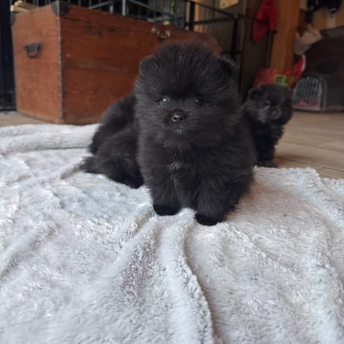 Cara  est réservée