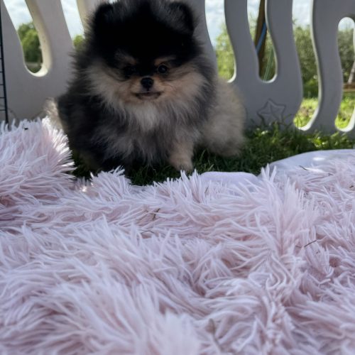 Abby
