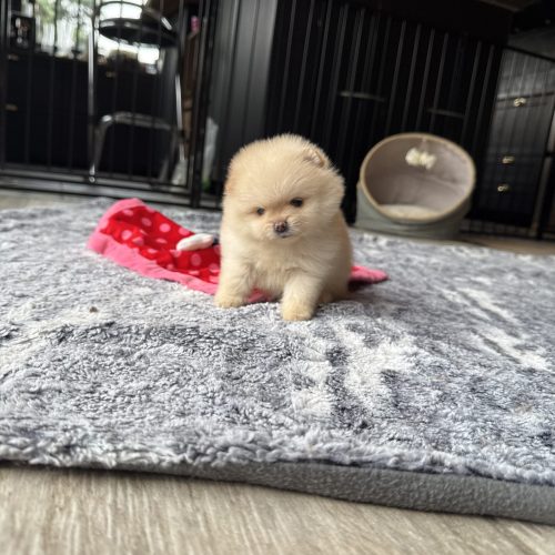 Suki