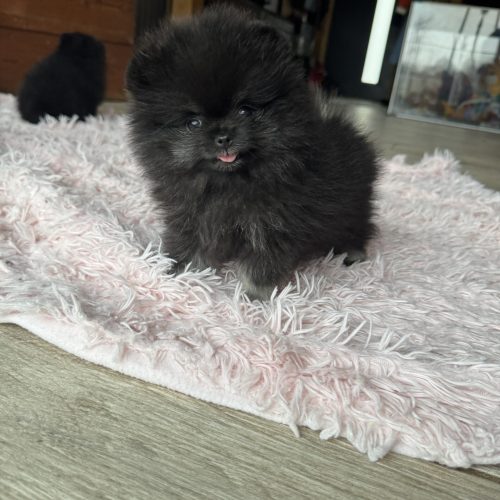 Héla est réservée