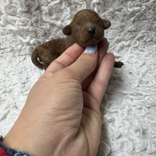 Biscuit collier jaune est réservé