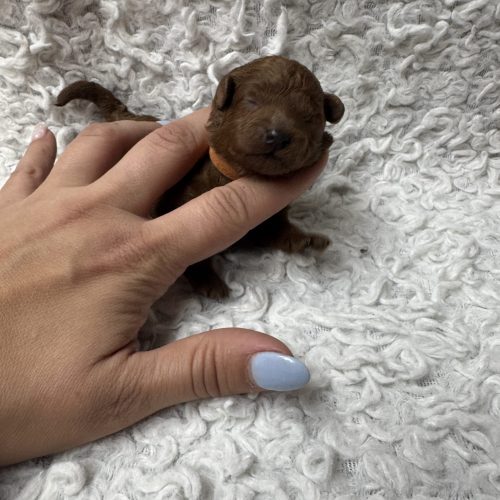 Louping collier orange est réservé